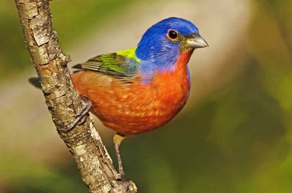 TX, McAllen Male painted bunting perched in tree